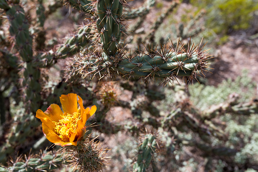 10-19 - 06.jpg - Organ Pipe Cactus National Monument